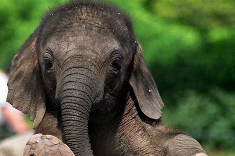 Los elefantes viven muchos aos debido al gran tamao de su cerebro. | DPA