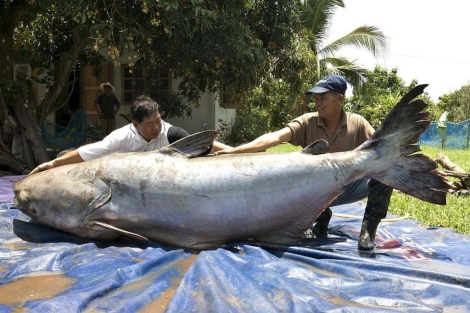 Dos pescadores tailandeses posan con un pez gato gigante de 293 kilogramos. | Efe