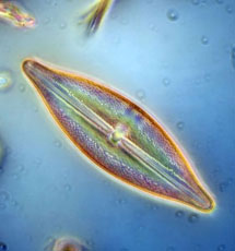 Diatomea 'Pleurosigma'. | Harry Taylor
