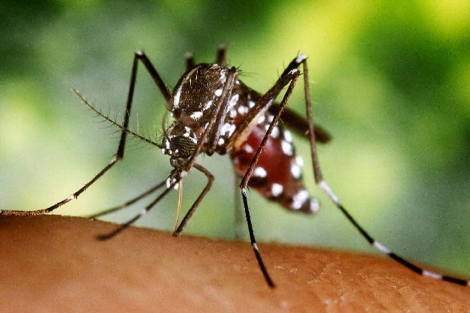 Un mosquito tigre, cuya picadura provoca fuertes dolores. | El Mundo