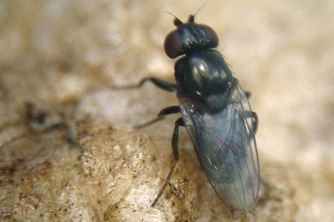 Un ejemplar adulto de la nueva especie de mosca, la Lasiambia mantivora. | Efe