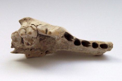Mandíbula superior del perro doméstico más antiguo encontrado. | Universidad de Tübingen