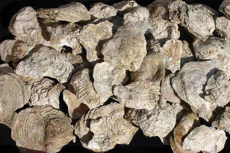 Algunos fsiles de ostras procedentes de viveros de la actual Algeciras. | El Mundo