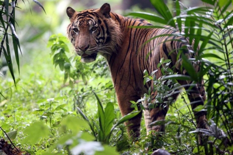 Un tigre de Bengala en un zoo de Yakarta. | Efe