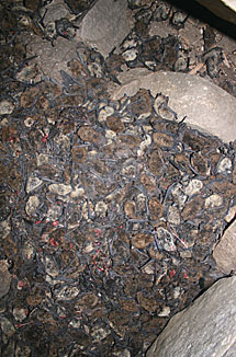 Murcilagos muertos en una cueva de Vermont. | Alan C. Hicks