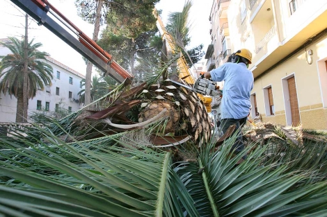 Operarios talan una palmera afectada en Elche. | E. Caparrs