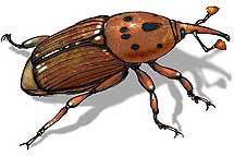 Ilustracin del insecto.