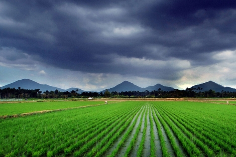 Una plantación de arroz en Asia, el continente que produce el 90% de arroz mundial. | IRRI