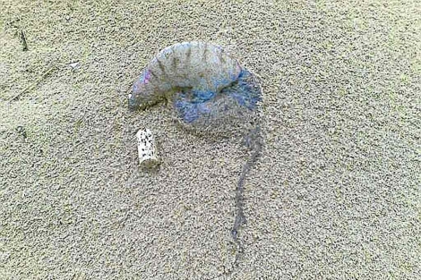 Ejemplar de 'medusa asesina' hallada este sbado en Mareny Blau. | E.M.