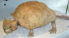 Esqueleto de una tortuga gigante del género de la Meiolania