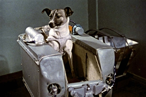 La perra Laika, el primer animal que viaj vivo al espacio. | El mundo