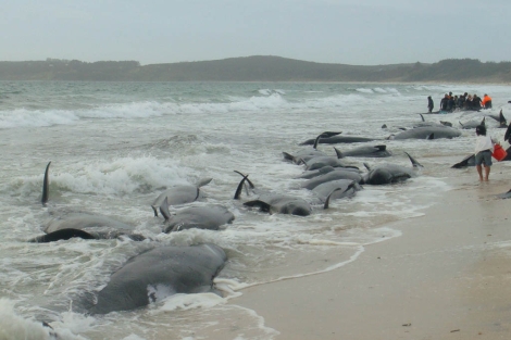 Ballenas piloto varadas en las costas de Nueva Zelanda. | Carolyn Smith
