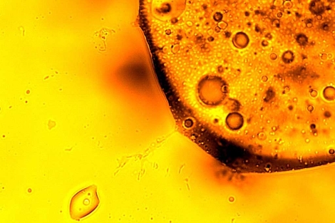 Imagen microscpica de uno de los microbios hallados. | Science