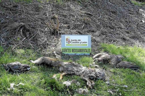 Un lobo y un zorro muertos en Cantabria por cebos envenenados. | Apafle