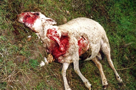 Decenas de ovejas han muerto por el ataque de lobos. | Ricardo Muoz