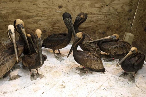 Pelícanos manchados de crudo en un centro de aves el pasado mes de junio. | C. Neibergall