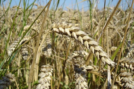 Un campo de trigo, uno de los cereales ms consumidos por el hombre.