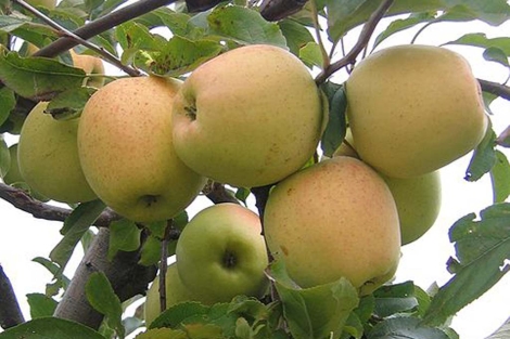 Manzanas de la popular variedad Golden Delicious. | El Mundo