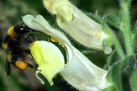 Un abejorro consigue abrir la flor del dragoncillo cantbrico. | CSIC.