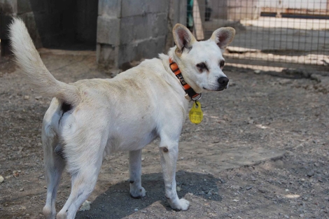 Willy, uno de los perros que espera ser adoptado tras el cierre del refugio | E.M.
