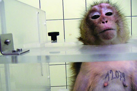 Imgen de un experimento con macacos en un laboratorio de Tarragona. | El Mundo