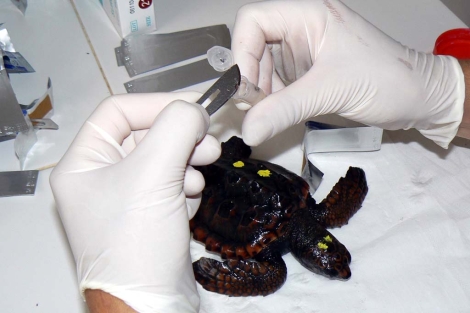 Toma de muestra de tejido de una tortuga para anlisis genticos. | Adolfo Marco