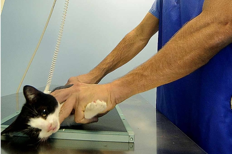 Un gato tratado en la mquina de resonancia magntica. | Patxi Corral