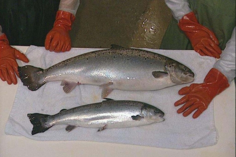 Un salmón transgénico (arriba) junto a otro no modificado de la misma edad. | Greenpeace