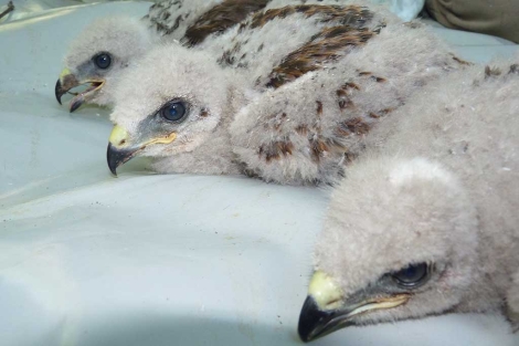 Tres de los polluelos de Ratonero Moro nacidos en la Baha de Algeciras. | A.E.