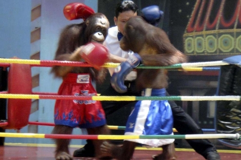 Dos orangutanes protagonizando un espectculo de boxeo tailands. | Efe