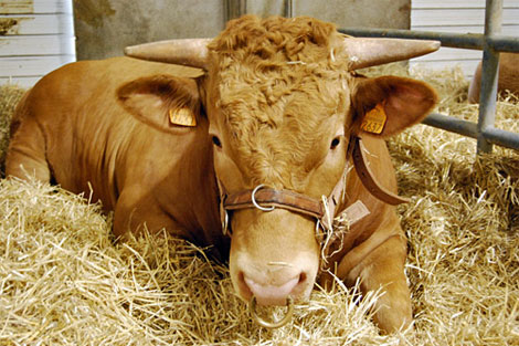 Una vaca rubia gallega, con los crotales de identificacin amarillos, en Lugo. | ACRUGA