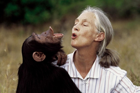 La primatloga britnica junto a uno de los chimpancs de la reserva de Gombe. | El Mundo