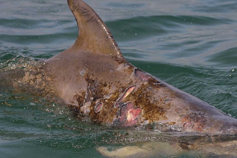 Un delfín mular ('Tursiops truncatus') con heridas en su piel. | Foto: Daniela Maldini / Okeanis.