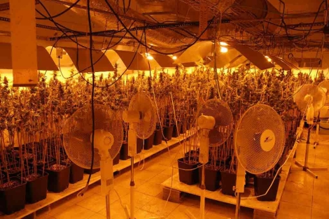 El laboratorio de marihuana con ms de mil plantas. | ELMUNDO.es