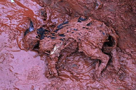 Un gato muerto enterrado en el lodo. | Reuters.