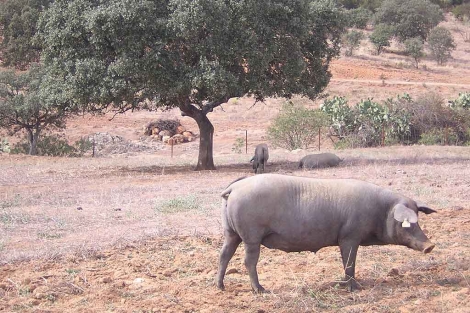 Cerdos ibéricos en una zona de la dehesa de Cazalla, en la Sierra Norte de Sevilla.