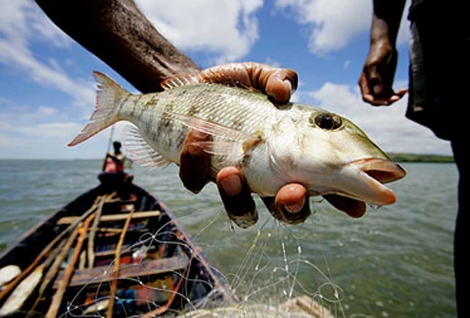 El 52% de los stocks de pescado marino han sido ya explotados. | WWF.