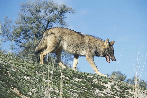 Imagen de archivo de un lobo ibrico. | El Mundo.