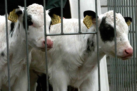 Holly y Belle fueron los dos primeros terneros clonados en Holanda en 1998. | EPA
