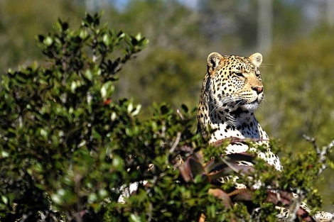 Un leopardo en Sudfrica. | AFP