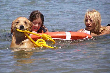 Un 'perro salvavidas' durante un ejercicio de rescate | Caib