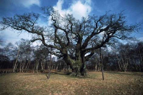 Uno de los robles ms antiguos del bosque de Sherwood, en Reino Unido. | El Mundo