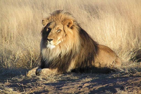 El rugido del león africano se desvanece | Ciencia 