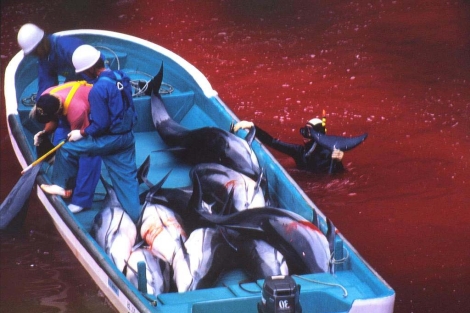 Pescadores japoneses durante una de las matanzas. | APF