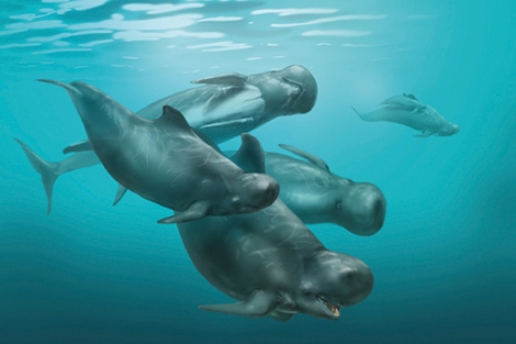 Recreacin del delfn 'Platalearostrum hoekmani '. | Museo de Historia Natural de Rotterdam.