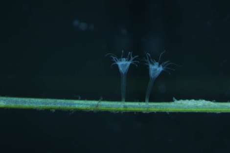 'Cotylorhiza tuberculata' en su fase de plipo fijadas sobre una fanorgama marina. | Foto: Laura Prieto / CSIC