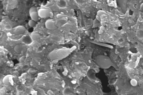 Fósiles de bacterias dentro del estromatolito de El Soplao, vistas por el microscópio.|IGME