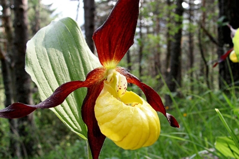 La resurrección de la orquídea en el Pirineo | Ciencia 