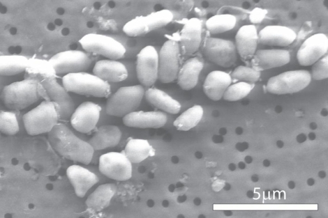 Bacteria del grupo Halomonas capaz de vivir del arsénico. | Science