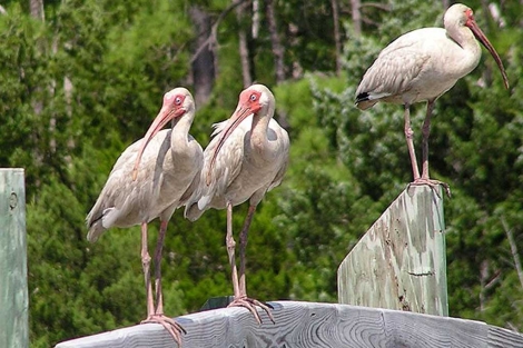 Ejemplares de ibis blanco americano ('Eudocimus albus').